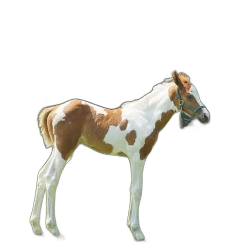 animal, creature, staff, jewelry transparent PNG cut-out