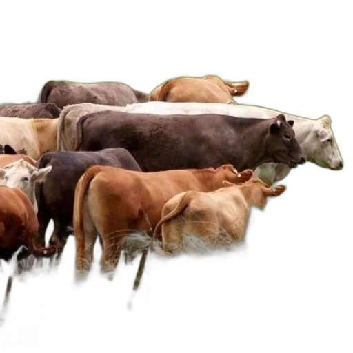 animal, food, photorealistic, herd transparent PNG cut-out