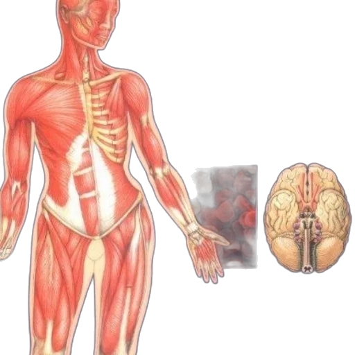concept art, illustrated, guide, human transparent PNG cut-out