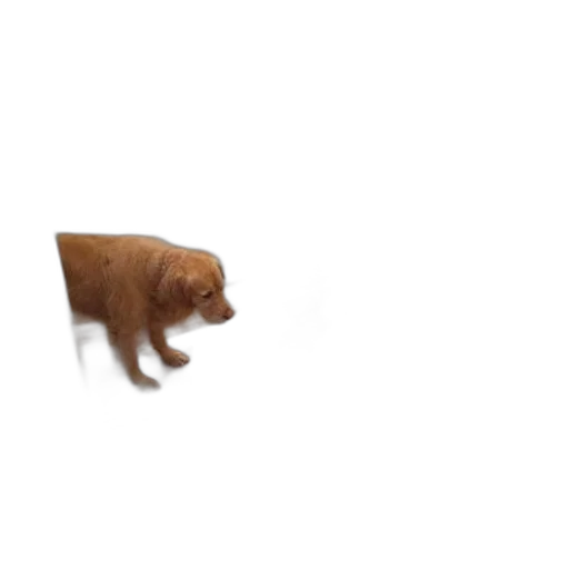 animal, creature, furniture, food transparent PNG cut-out