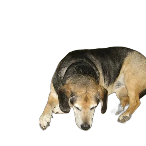 animal, creature, staff, furniture transparent PNG cut-out