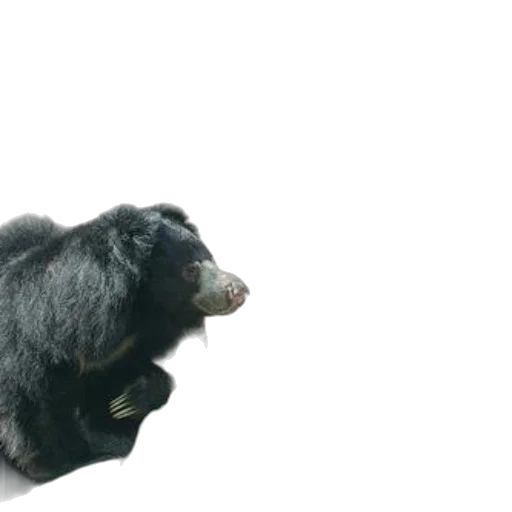 animal, creature, hair, hat transparent PNG cut-out