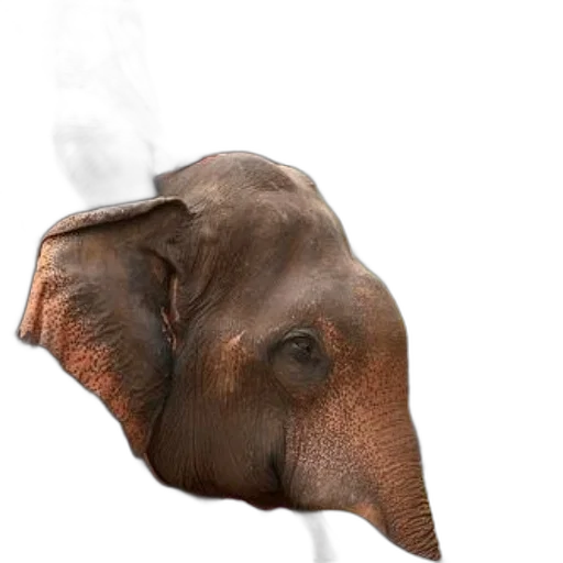 mask, animal, face, creature transparent PNG cut-out