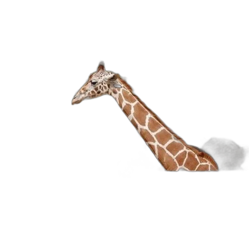 animal, creature, shoes, hat transparent PNG cut-out
