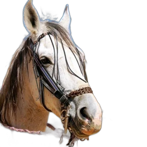 crown, animal, jewelry, mask transparent PNG cut-out