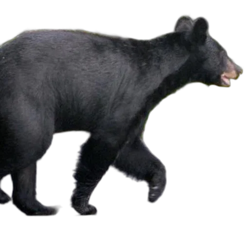 animal, creature, staff, weapon transparent PNG cut-out