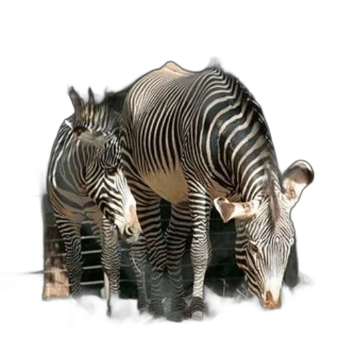 animal, creature, weapon, jewelry transparent PNG cut-out
