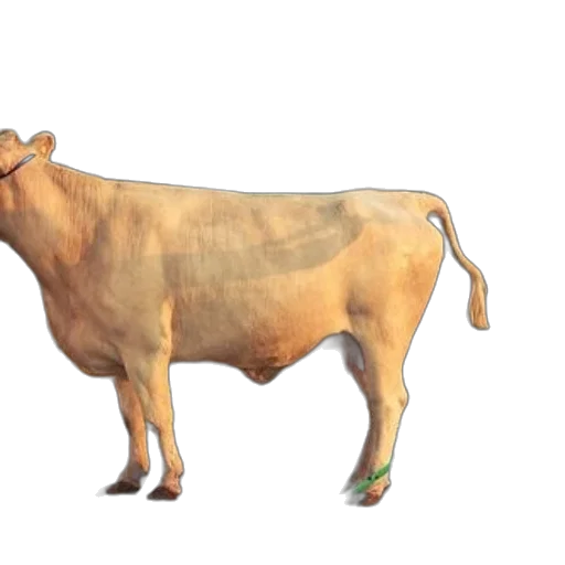 animal, food, creature, jewelry transparent PNG cut-out