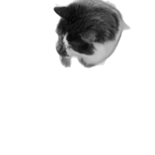animal, face, creature, mask transparent PNG cut-out