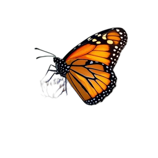 animal, creature, crown, flower transparent PNG cut-out