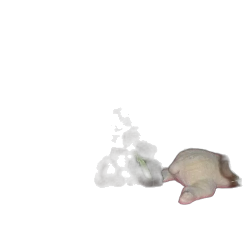 animal, hat, creature, food transparent PNG cut-out
