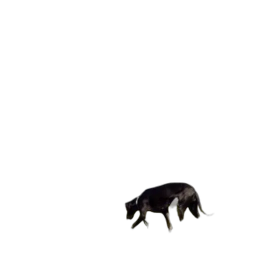 animal, creature, food, furniture transparent PNG cut-out