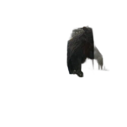 animal, creature, hair, hat transparent PNG cut-out
