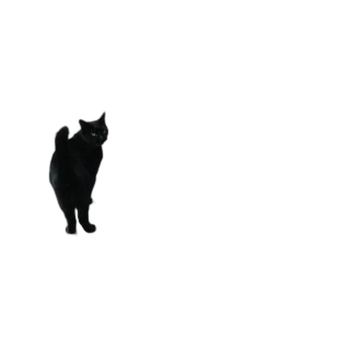 animal, staff, creature, hat transparent PNG cut-out