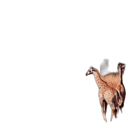 animal, creature, hat, hair transparent PNG cut-out
