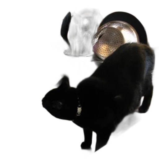 jewelry, animal, food, hat transparent PNG cut-out