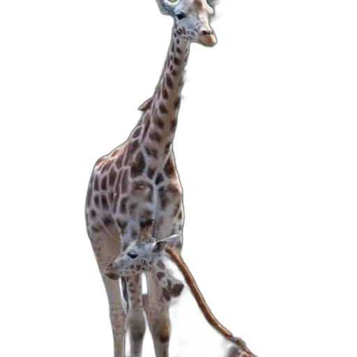 animal, creature, staff, hat transparent PNG cut-out