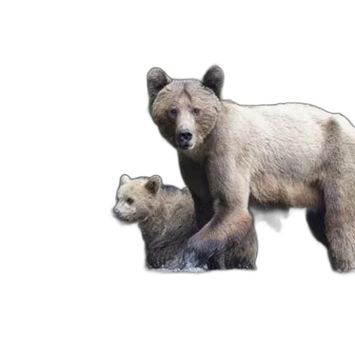 animal, concept art, photorealistic, 3d render transparent PNG cut-out