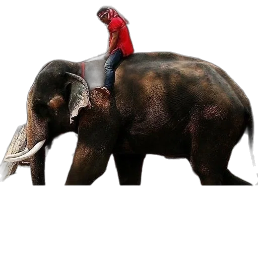 animal, creature, staff, hat transparent PNG cut-out