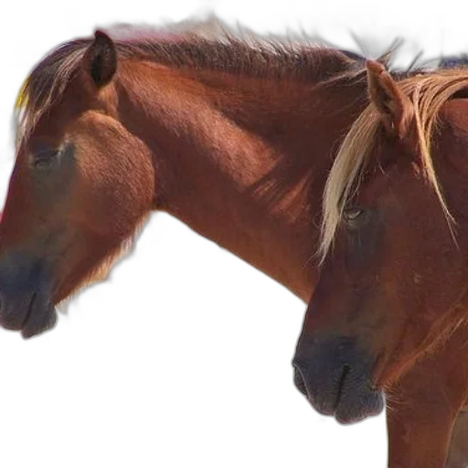 animal, hair, hat, creature transparent PNG cut-out