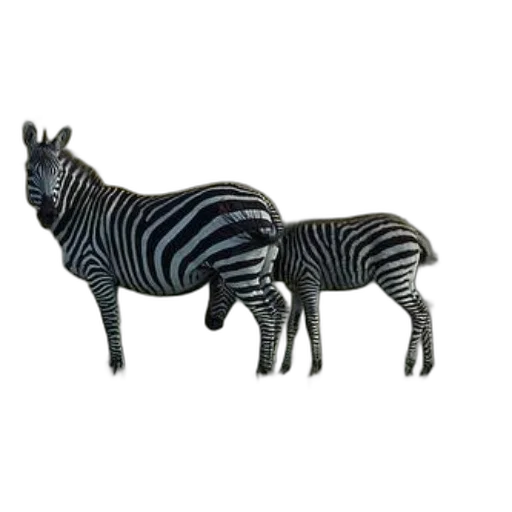 animal, jewelry, creature, furniture transparent PNG cut-out