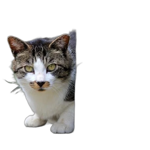 animal, staff, hat, face transparent PNG cut-out