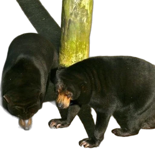animal, staff, creature, 3d render transparent PNG cut-out