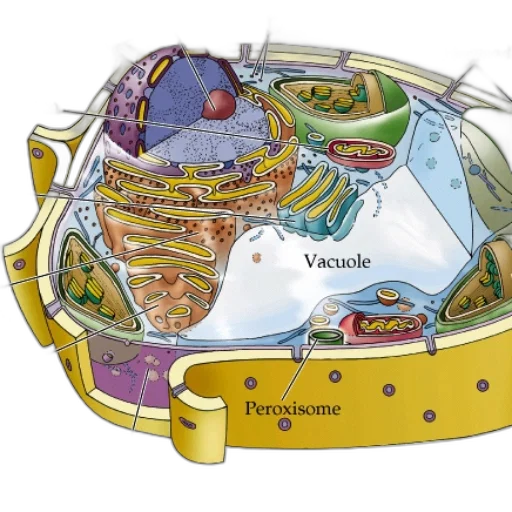 food, jewelry, crown, outer space transparent PNG cut-out