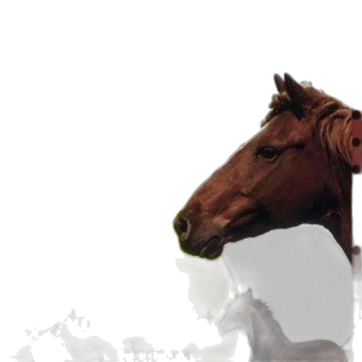 animal, creature, staff, face transparent PNG cut-out