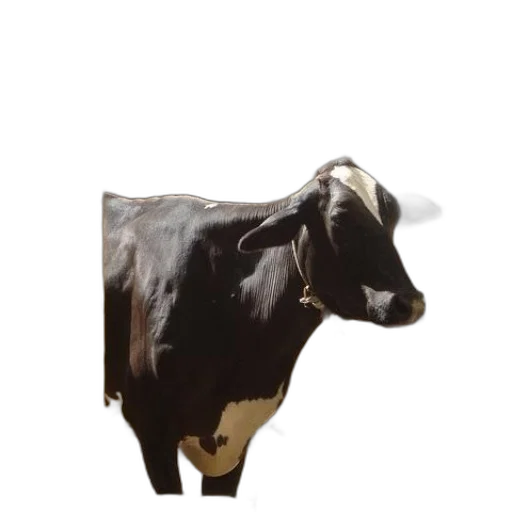 animal, creature, staff, jewelry transparent PNG cut-out