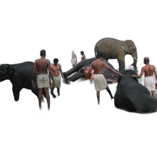 animal, creature, weapon, staff transparent PNG cut-out