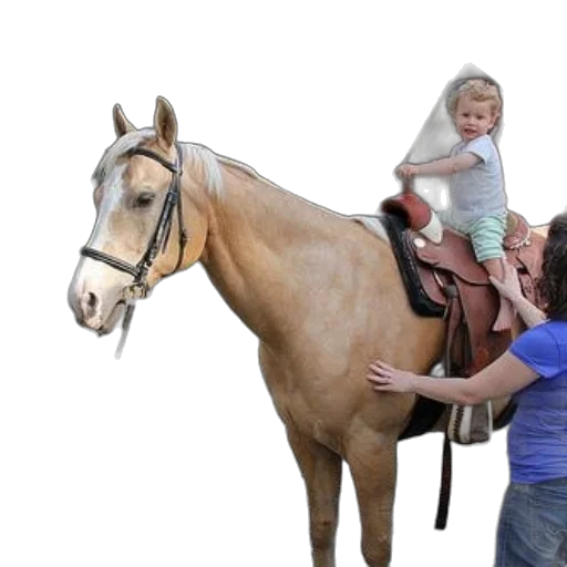 child, sits, saddle, atop transparent PNG cut-out