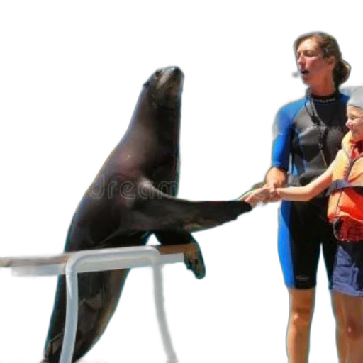 animal, creature, staff, underwater transparent PNG cut-out
