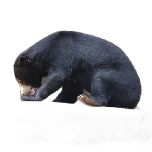 animal, creature, staff, hat transparent PNG cut-out