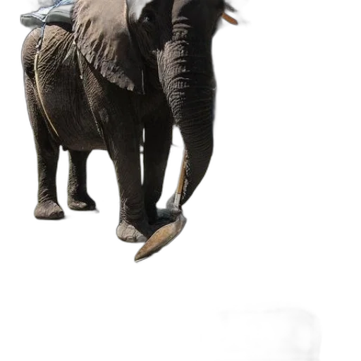 animal, creature, hat, shoes transparent PNG cut-out