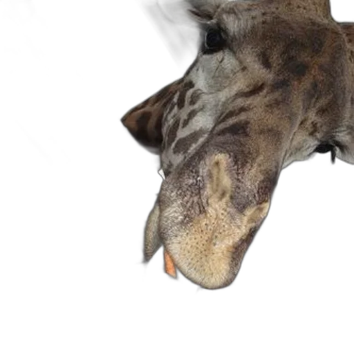 animal, creature, dragon, face transparent PNG cut-out