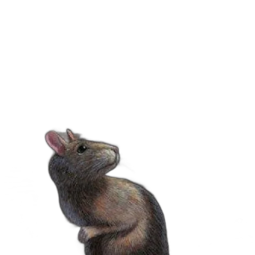 animal, staff, hat, creature transparent PNG cut-out