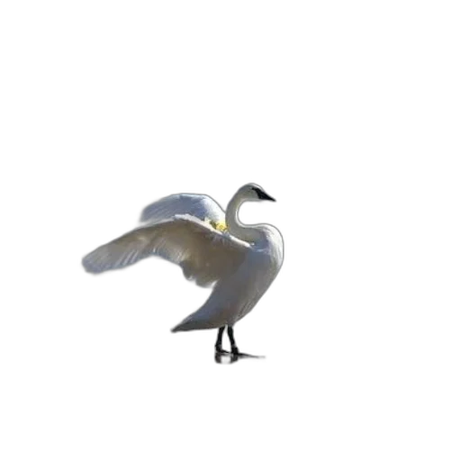 animal, staff, creature, hat transparent PNG cut-out