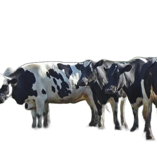 animal, food, weapon, jewelry transparent PNG cut-out