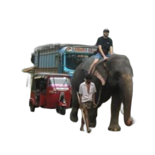 animal, car, creature, staff transparent PNG cut-out