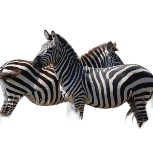 animal, jewelry, creature, furniture transparent PNG cut-out
