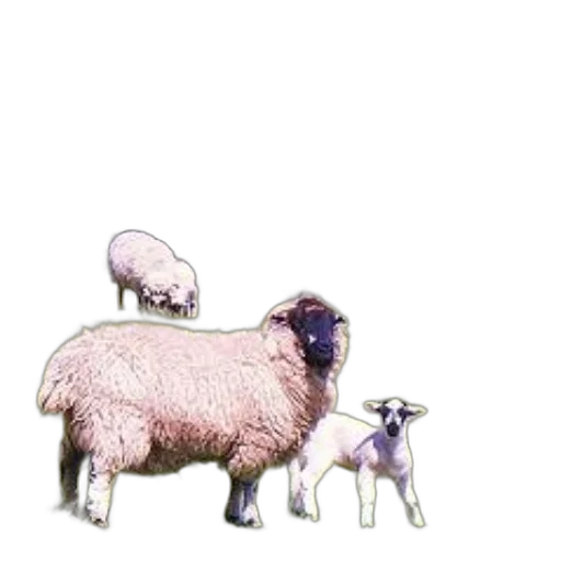 animal, pixel art, concept art, 3d render transparent PNG cut-out