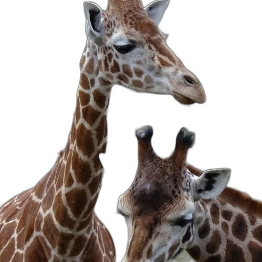 animal, creature, photorealistic, two transparent PNG cut-out