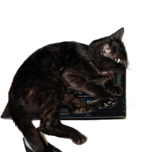 staff, animal, creature, robot transparent PNG cut-out