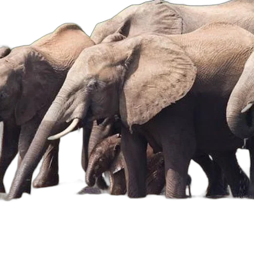 animal, concept art, photorealistic, earth tones transparent PNG cut-out