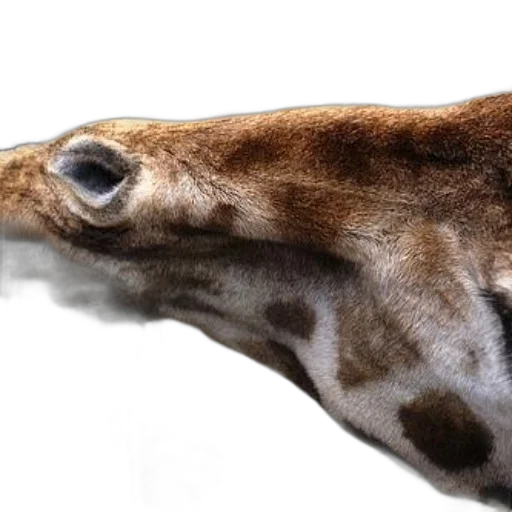 animal, creature, face, mask transparent PNG cut-out