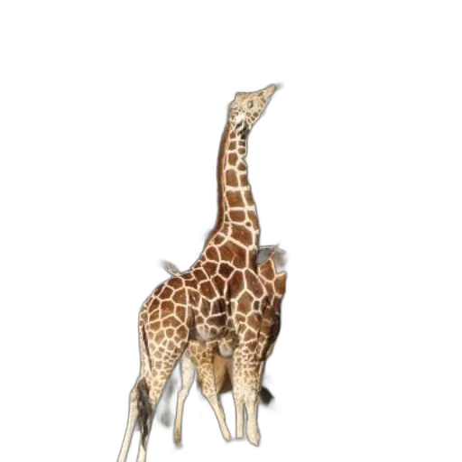 animal, creature, staff, umbrella transparent PNG cut-out