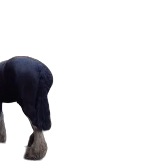 animal, hat, creature, jacket transparent PNG cut-out