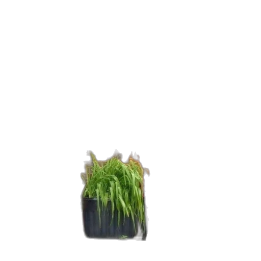 crown, food, hair, flower transparent PNG cut-out
