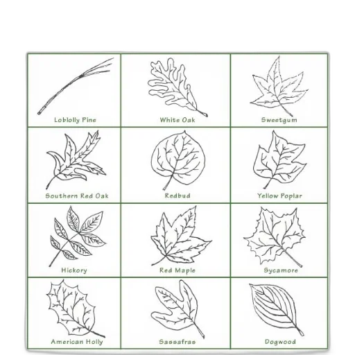 earth tones, green, leaf, identification transparent PNG cut-out
